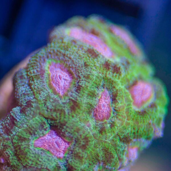 LPS | BSA Corals