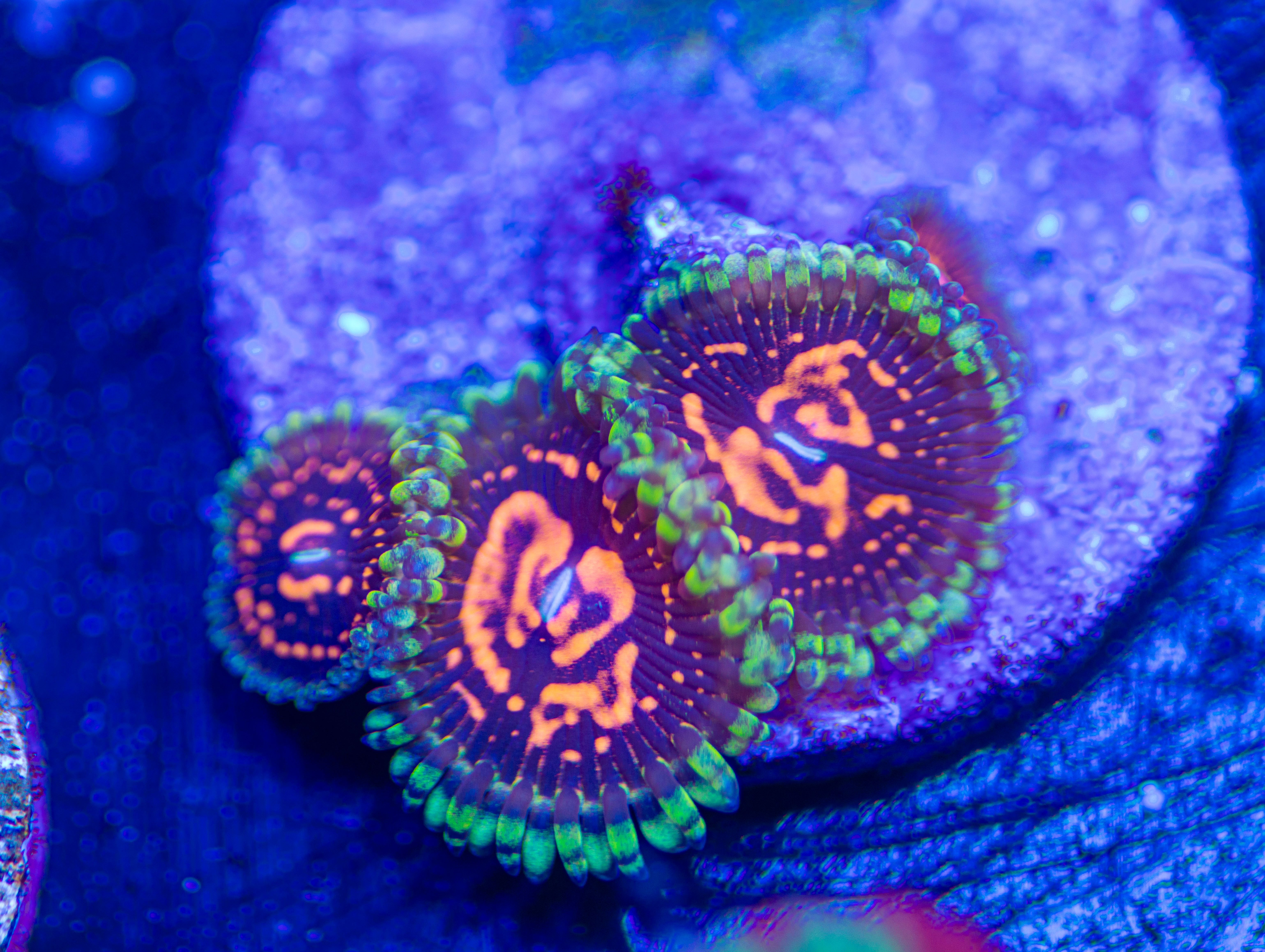 Polyps | BSA Corals