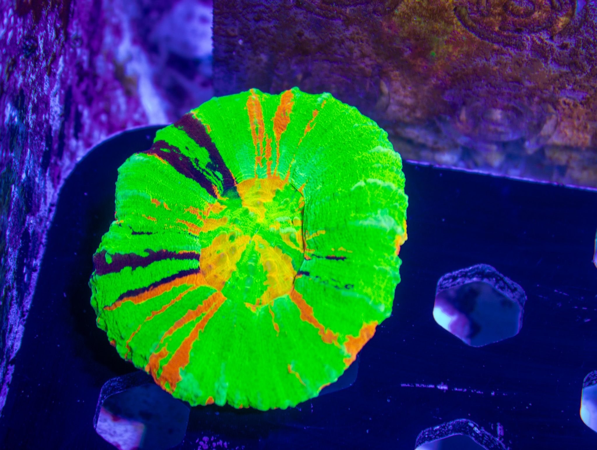 Incredible Rainbow Master Scoly | BSA Corals