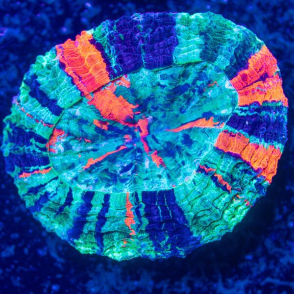 Nano Rainbow Acanthophyllia