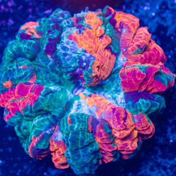 Nano Rainbow Acanthophyllia