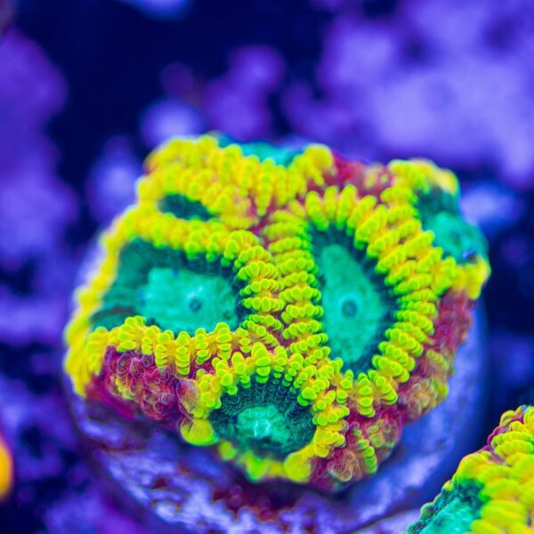 Favia Of The Gods