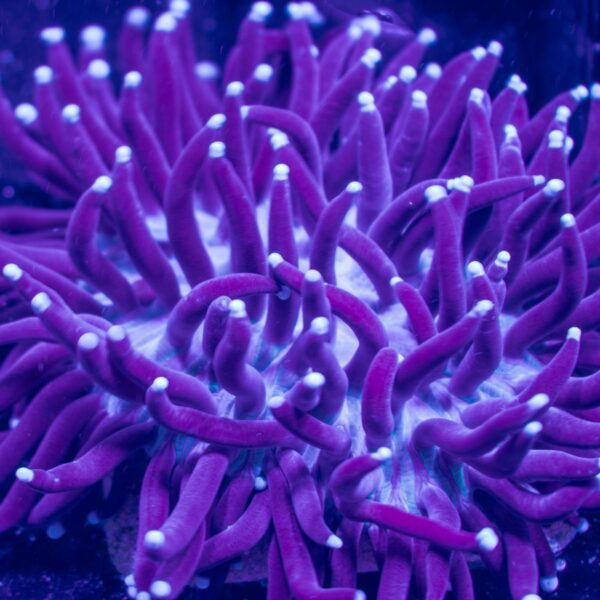 Neon Purple/Blue Long Tentacle Plate