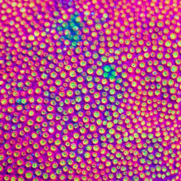 BSA Fruity Pebbles Cyphastrea- Price Per Frag