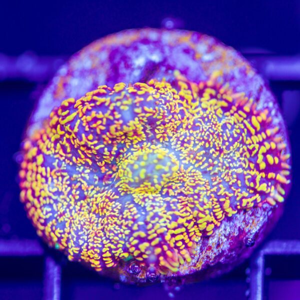 BSA Rainbow Rhodactis