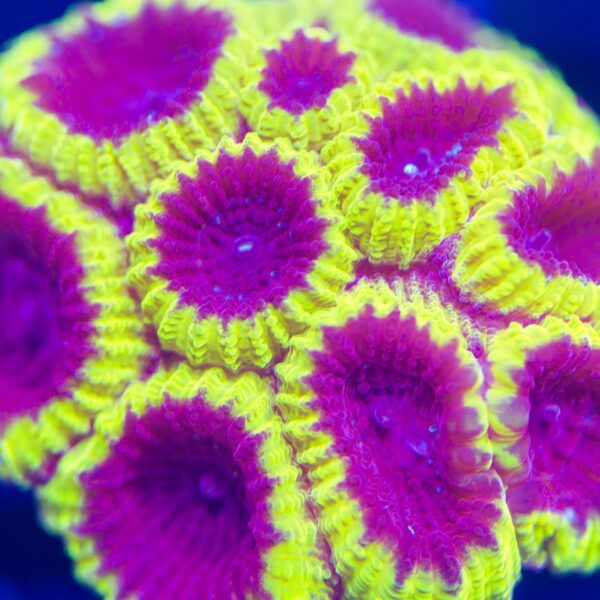 XL BSA High Voltage Favia