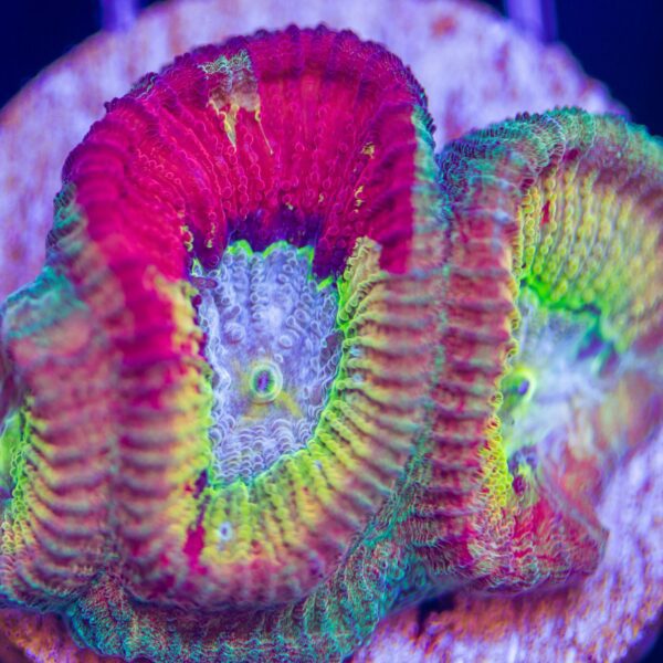 BSA Effervescent Favia