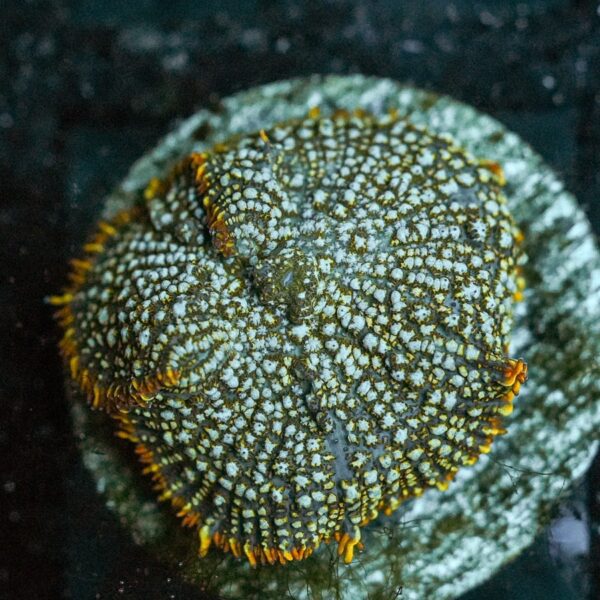 Rainbow Rhodactis Bounce