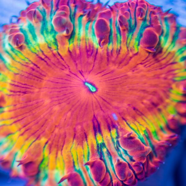 Lg Ultra Rainbow Blasto