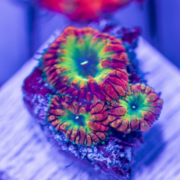 Ultra Rainbow Blastos