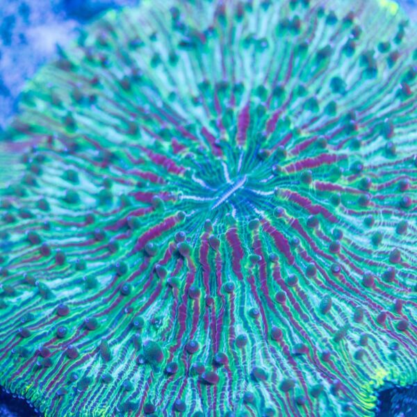 Rainbow Diaseris Plate