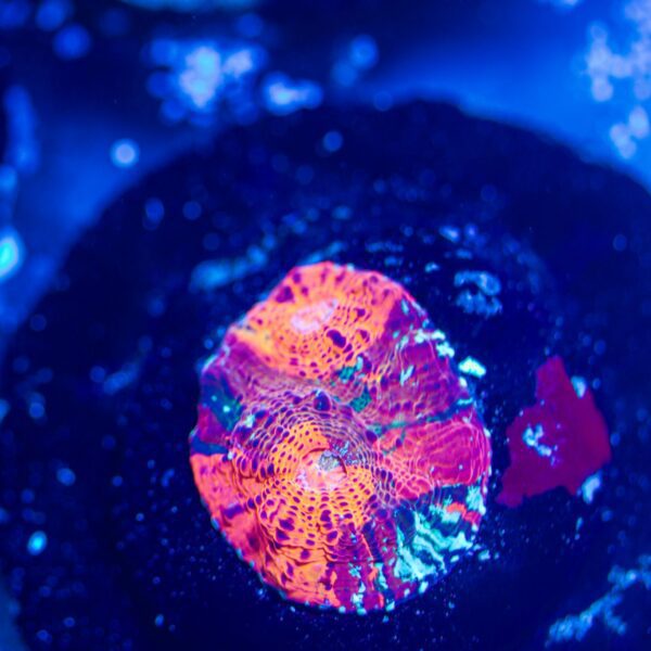 BSA Jawbreaker Chalice