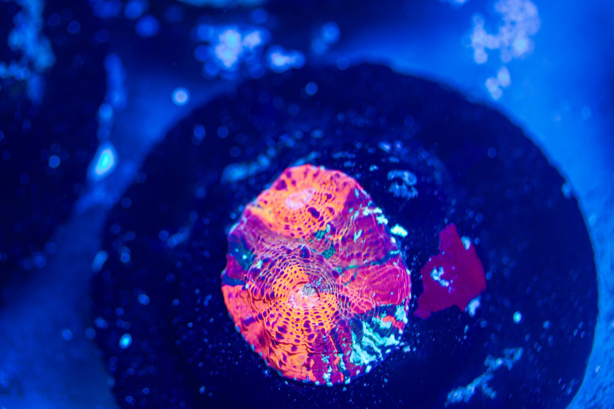 BSA Jawbreaker Chalice | BSA Corals