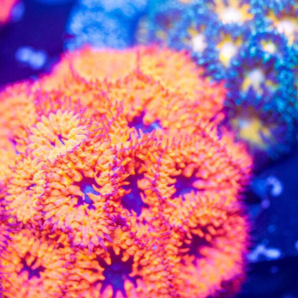 BSA Final Destination Blastos- Price Per Frag