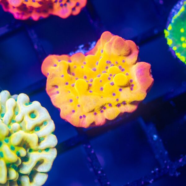 BSA Afterburner Monti