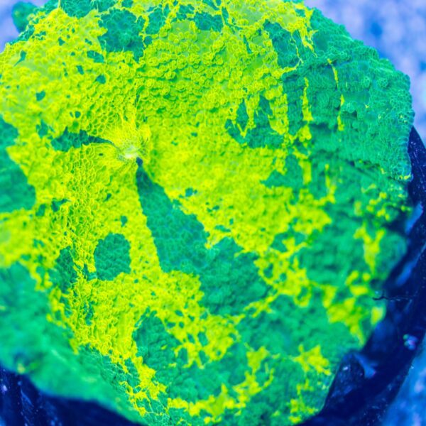 XL BSA Wasabi Electus