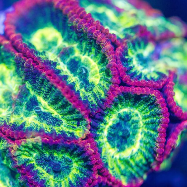 Lg BSA Prismatic Favia