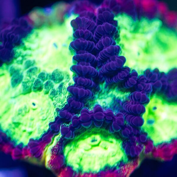 Lg Jason Fox Psycho Rainbow Rim Favia