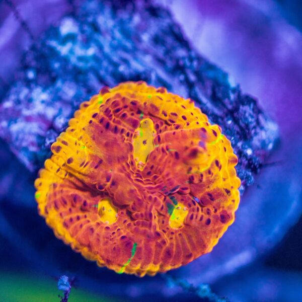 Cornbreads Rainbow Crush Chalice