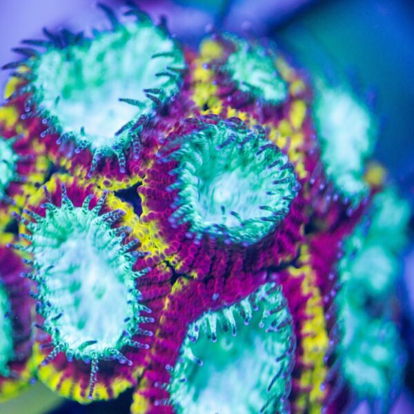 Lg Jason Fox Crocodile Hunter Favia