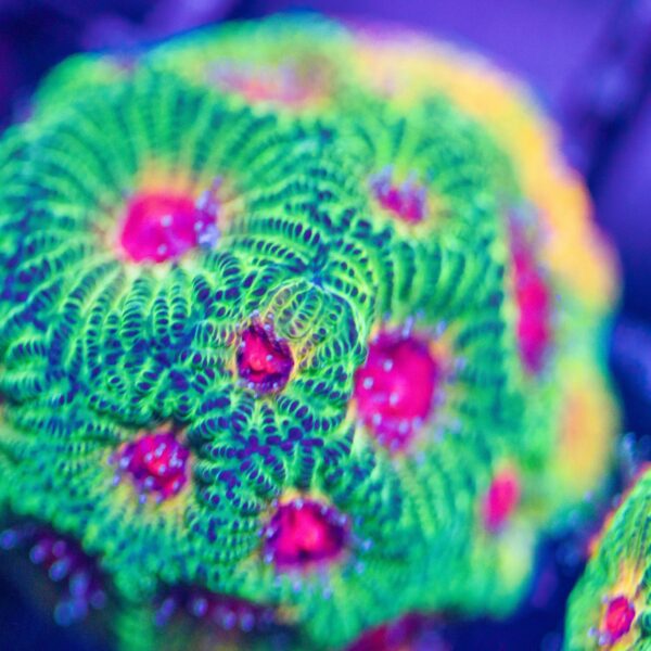 Lg Unique Corals Fasination Favia