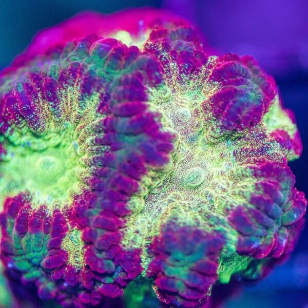 Lg BSA Pyromaniac Favia