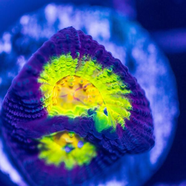 BSA Bright As F*** Favia