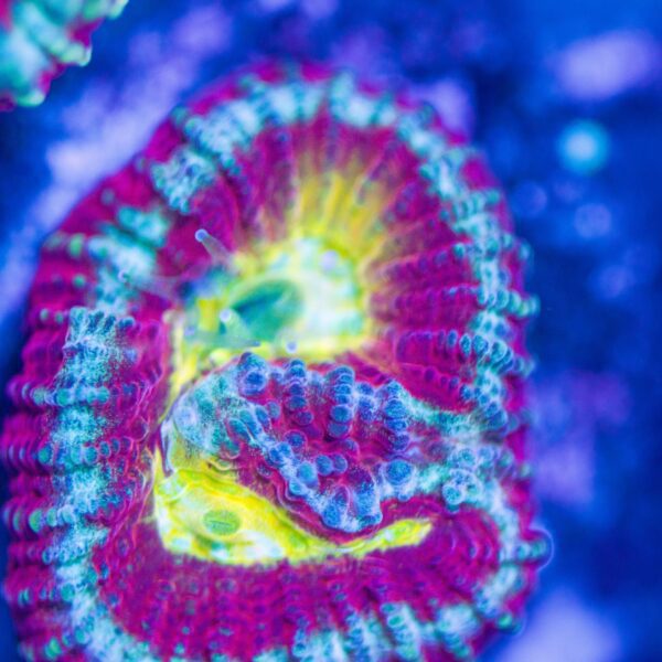 BSA Jawbreaker Favia