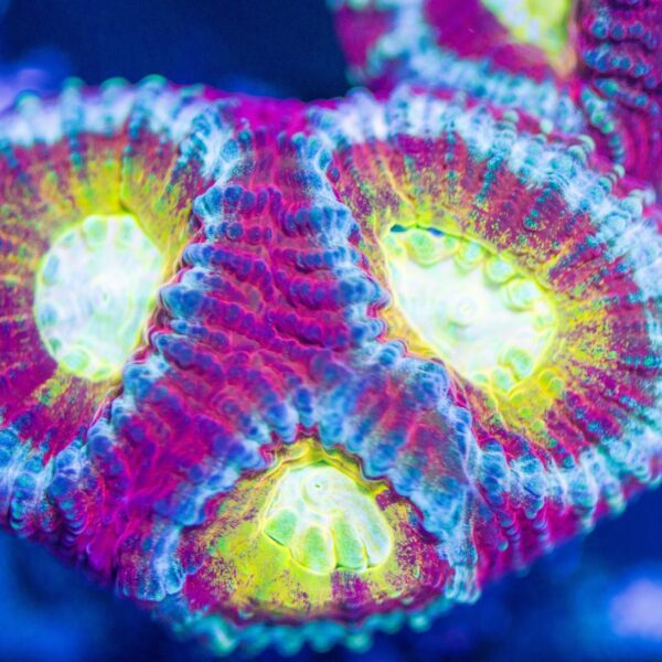 Lg BSA Jawbreaker Favia