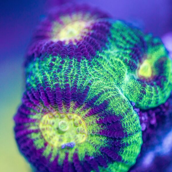 BSA Rings Of Rainbow Favia