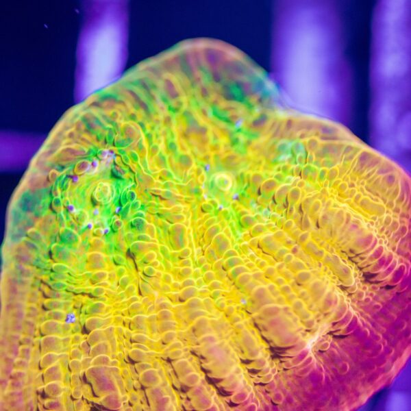 Lg BSA Psychedelic Chalice