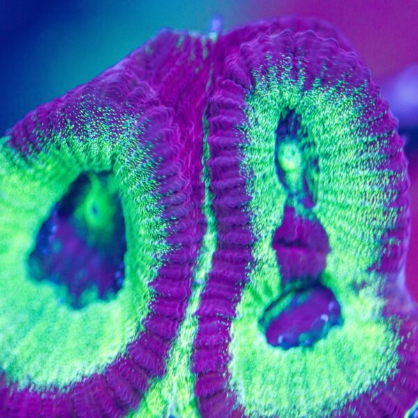 Lg BSA Glitterati Favia