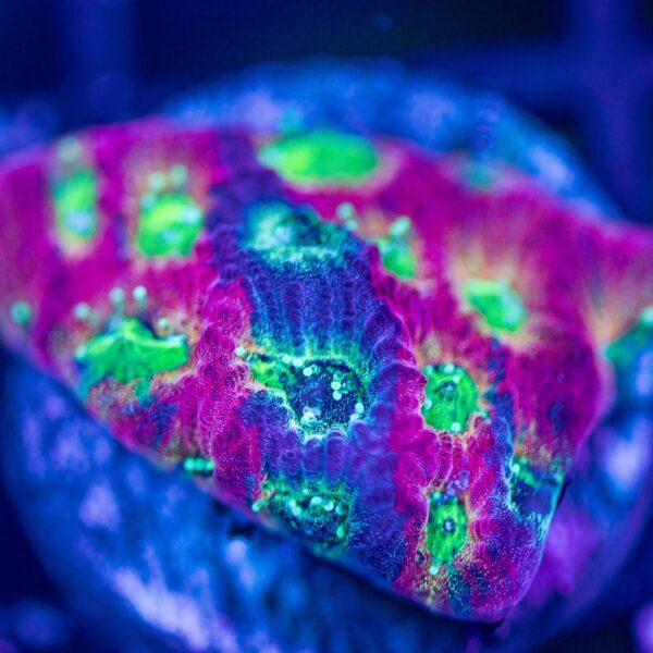 Jason Fox Dayglow Favia