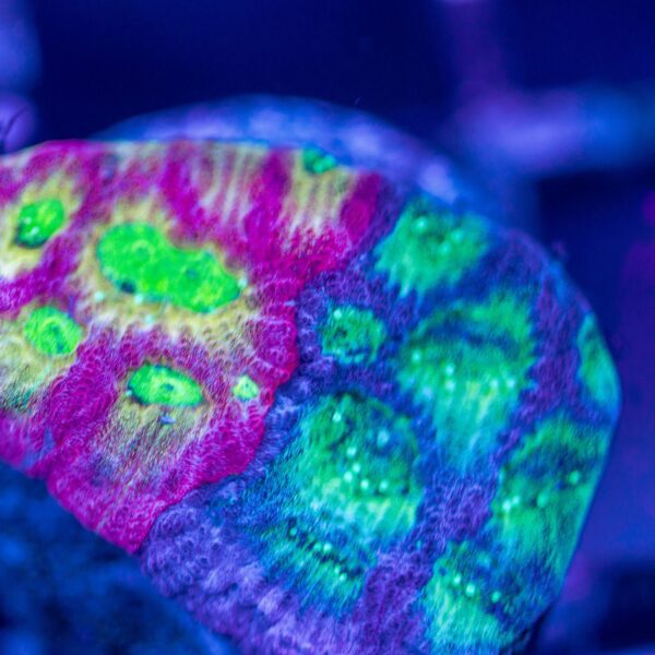 Jason Fox Dayglow Favia