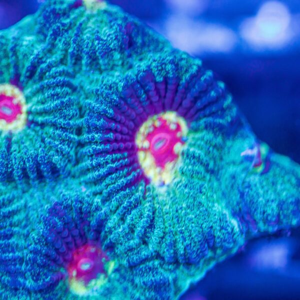 Lg BSA Bloodshot Favia