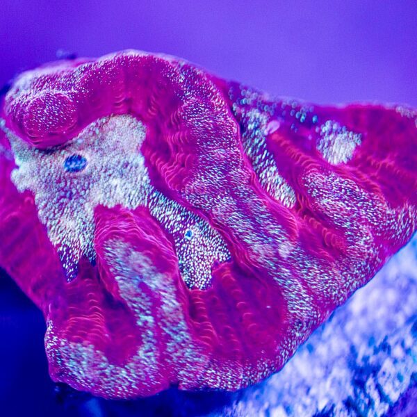 BSA Forever Valentines Favia