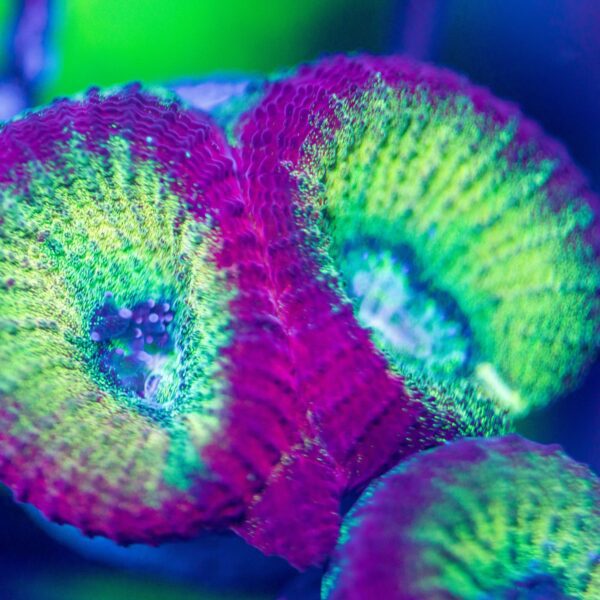 Lg Aci Honeybell Favia