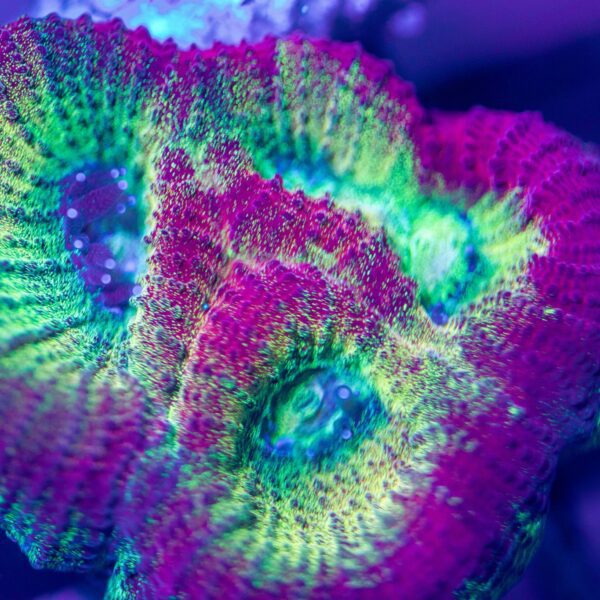 Lg Aci Honeybell Favia