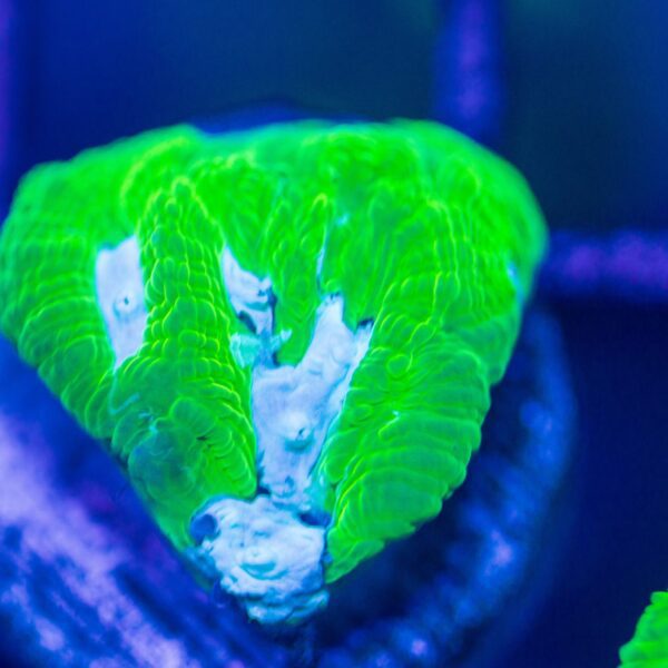 BSA Icebreaker Favia