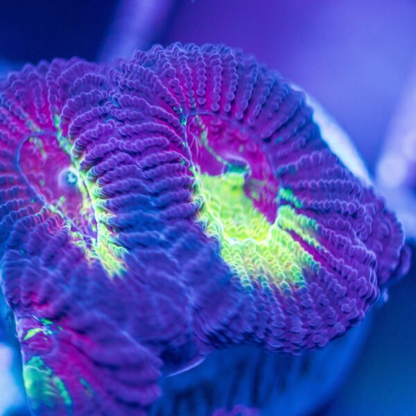 Lg BSA Electra Favia