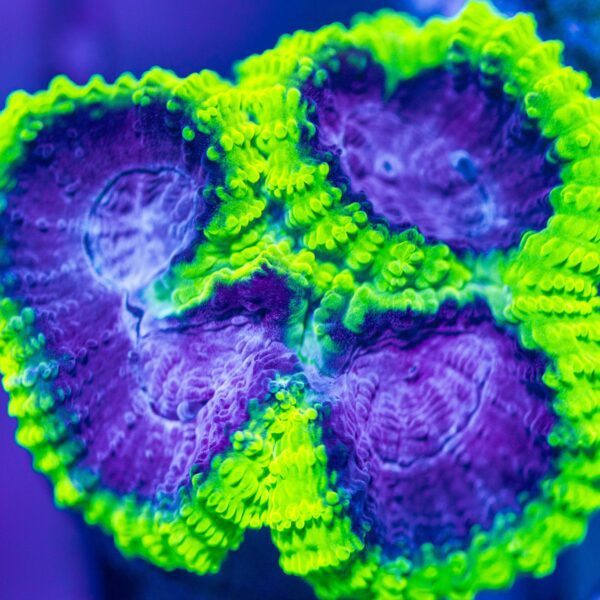 BSA Nuclear Coolaid Favia