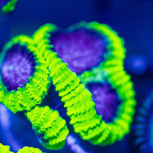 BSA Nuclear Coolaid Favia