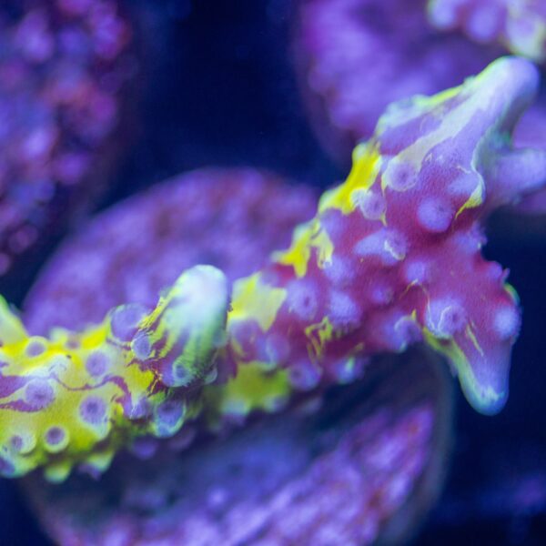 Grafted Anacropora