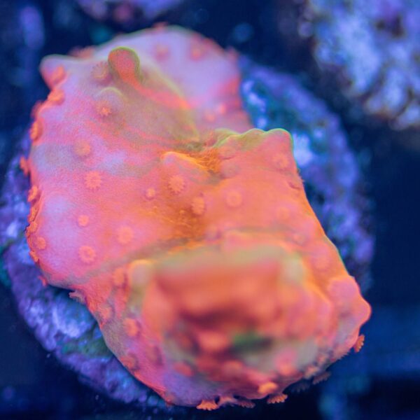 Rainbow Grafted Setosa