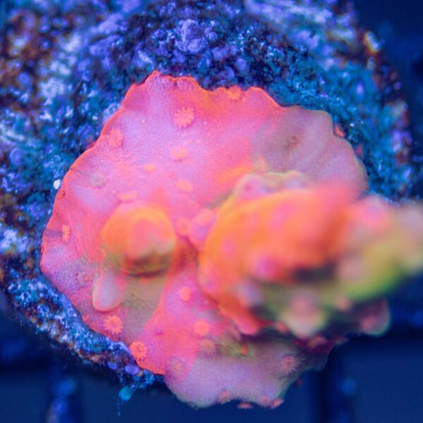 Rainbow Grafted Setosa