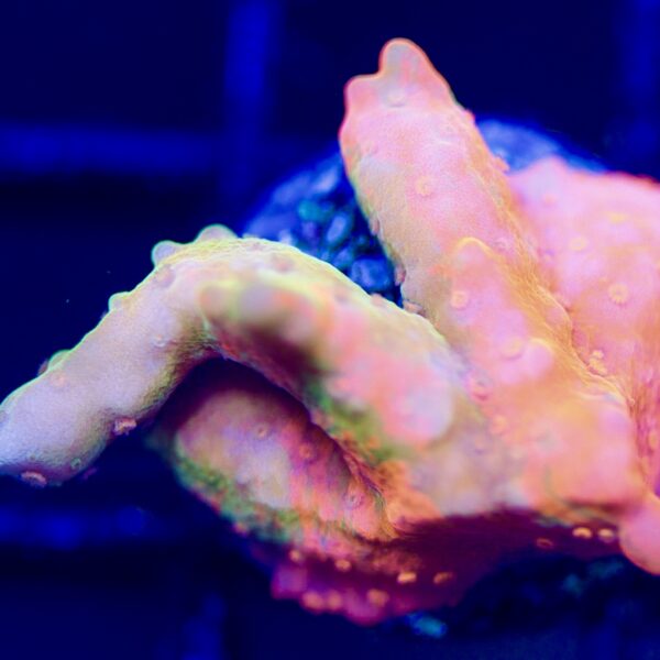 Rainbow Grafted Setosa