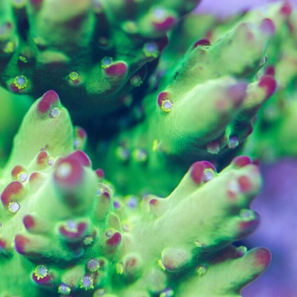 Lro Buzz Lightyear - Price For 1” Frag