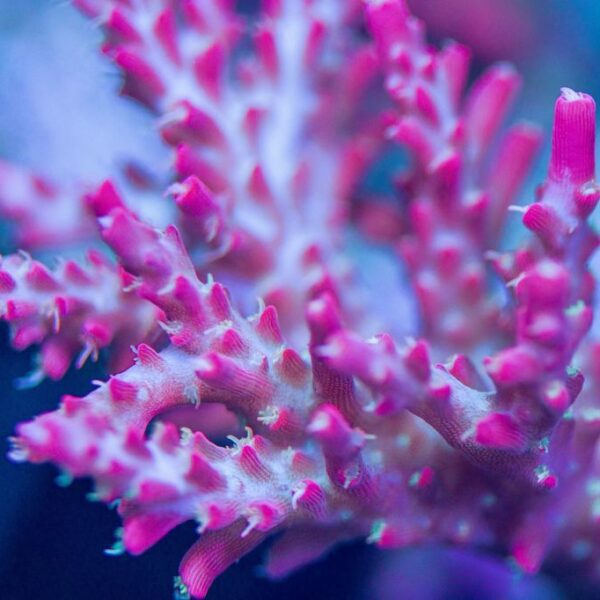 Vivids Confetti - Price for 1” Frag