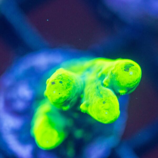 BSA Electric Highlighter Lokani