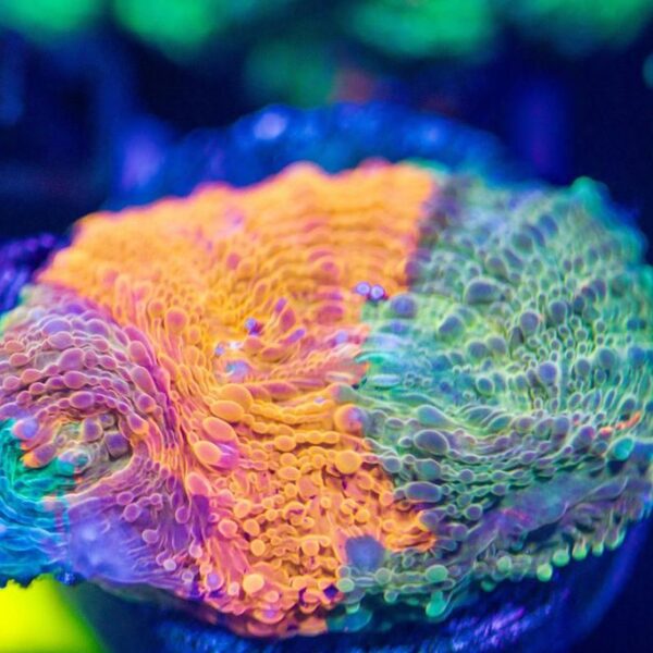 BSA Paint Spill Echinata